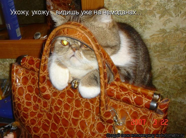 Ухожу, ухожу... видишь уже на чемоданах...... Котоматрица: Ухожу, ухожу... видишь уже на чемоданах...