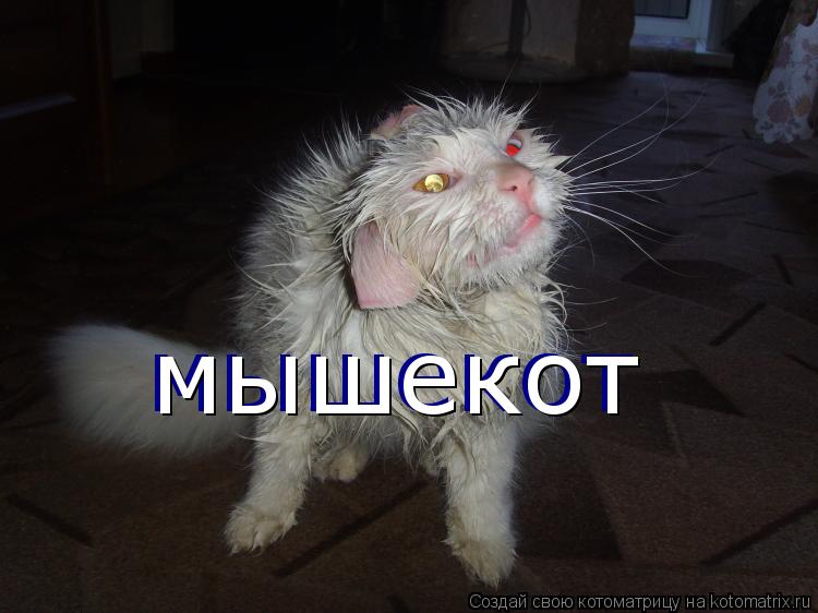 мышекот мышекот... Котоматрица: мышекот мышекот