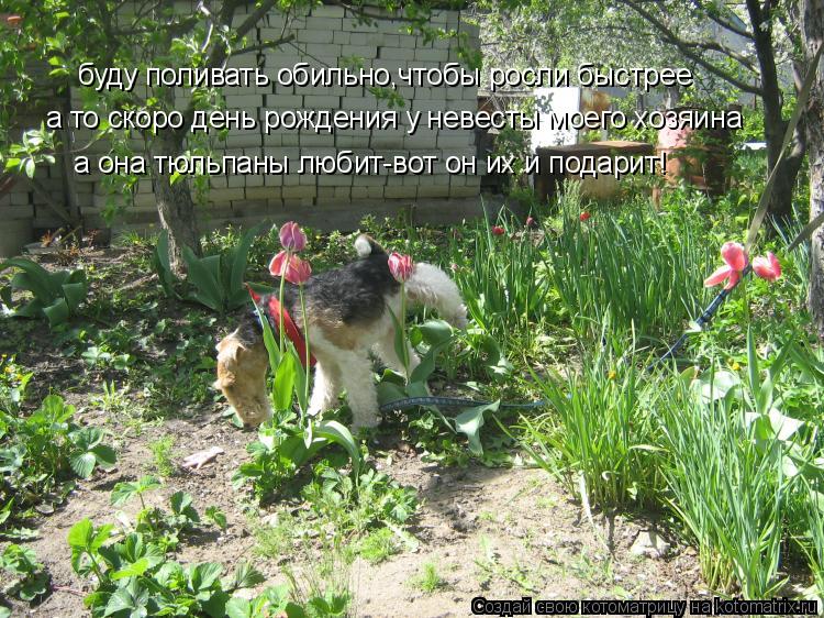 буду поливать обильно,чтобы росли быстрее а то скоро день рождения у невесты моего хозяина а она тюль... Котоматрица: буду поливать обильно,чтобы росли быстрее а то скоро день рождения у невесты моего хозяина а она тюльпаны любит-вот он их и подарит!