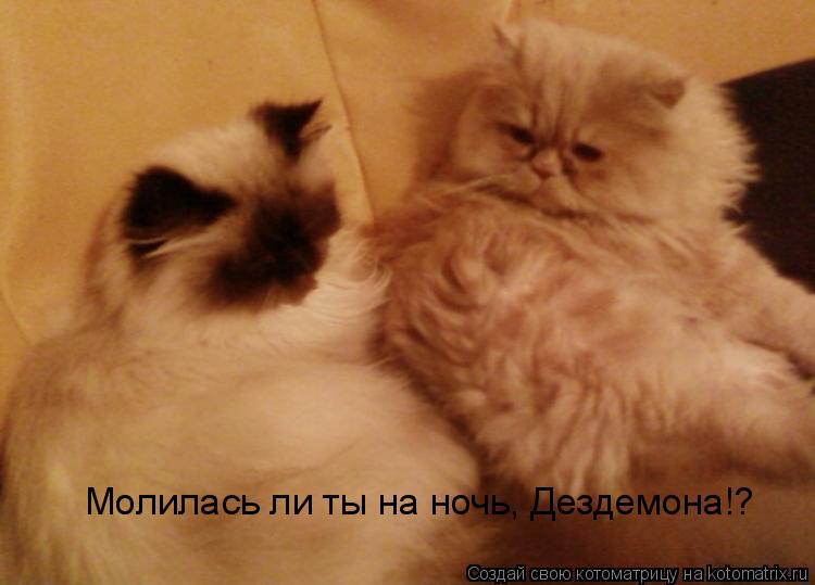 Молилась ли ты на ночь, Дездемона!?... Котоматрица: Молилась ли ты на ночь, Дездемона!?