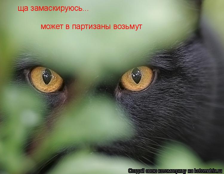 ща замаскируюсь... может в партизаны возьмут... Котоматрица: ща замаскируюсь... может в партизаны возьмут