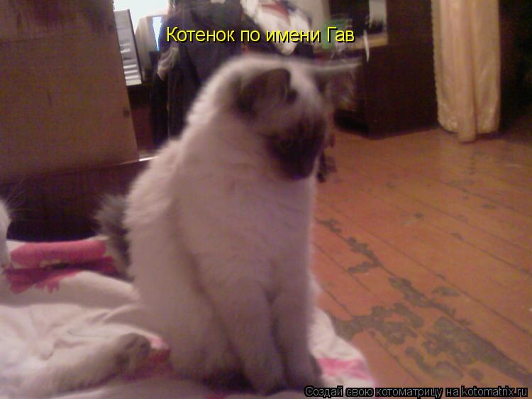 Котенок по имени Гав... Котоматрица: Котенок по имени Гав