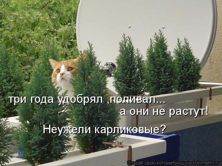 три года удобрял ,поливал... а они не растут! Неужели карликовые?... Котоматрица: три года удобрял ,поливал... а они не растут! Неужели карликовые?