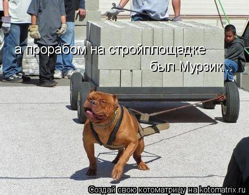 а прорабом на стройплощадке был Мурзик...... Котоматрица: а прорабом на стройплощадке был Мурзик...