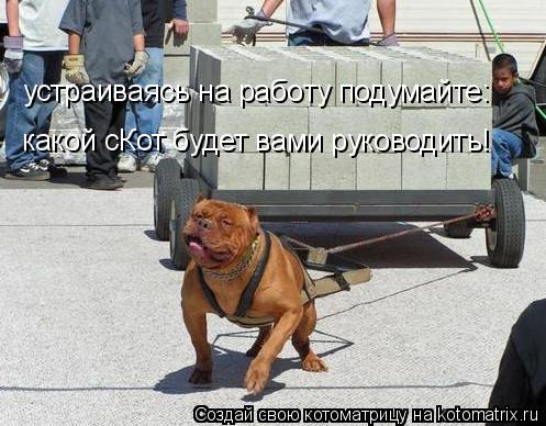 устраиваясь на работу подумайте: какой сКот будет вами руководить!... Котоматрица: устраиваясь на работу подумайте: какой сКот будет вами руководить!