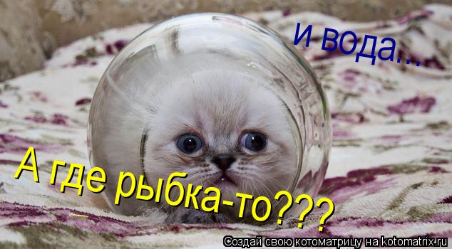 А где рыбка-то??? и вода...... Котоматрица: А где рыбка-то??? и вода...