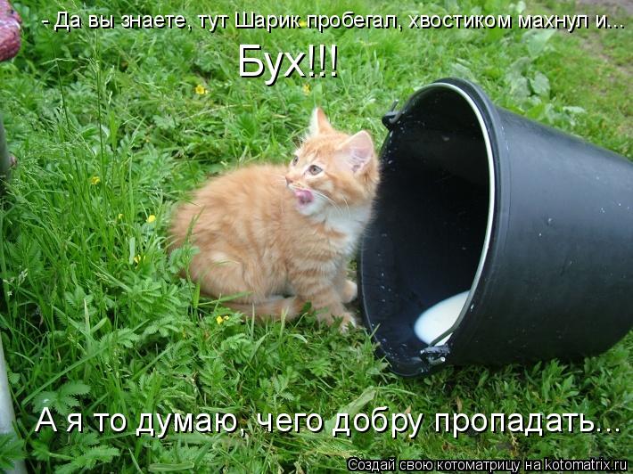 - Да вы знаете, тут Шарик пробегал, хвостиком махнул и... Бух!!! А я то думаю, чего добру пропадать..... Котоматрица: - Да вы знаете, тут Шарик пробегал, хвостиком махнул и... Бух!!! А я то думаю, чего добру пропадать...