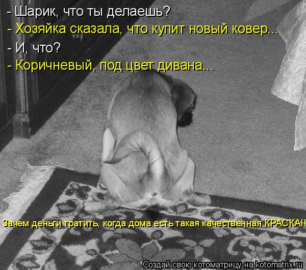 - Шарик, что ты делаешь? - Хозяйка сказала, что купит новый ковер... - И, что? - Коричневый, под цвет... Котоматрица: - Шарик, что ты делаешь? - Хозяйка сказала, что купит новый ковер... - И, что? - Коричневый, под цвет дивана... Зачем деньги тратить, когда дома ест