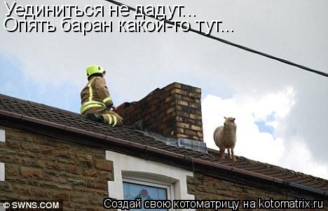Уединиться не дадут... Опять баран какой-то тут...... Котоматрица: Уединиться не дадут... Опять баран какой-то тут...