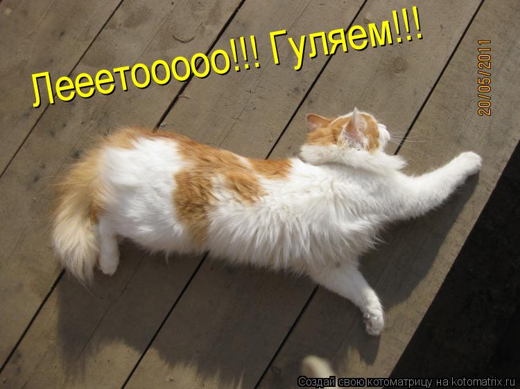 Лееетооооо!!! Гуляем!!!... Котоматрица: Лееетооооо!!! Гуляем!!!