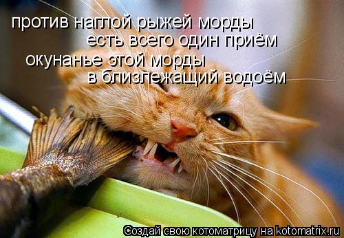 против наглой рыжей морды есть всего один приём окунанье этой морды в близлежащий водоём... Котоматрица: против наглой рыжей морды есть всего один приём окунанье этой морды в близлежащий водоём