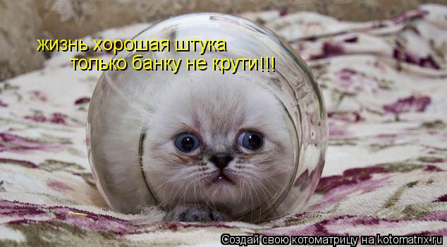 жизнь хорошая штука только банку не крути !!!... Котоматрица: жизнь хорошая штука только банку не крути !!!