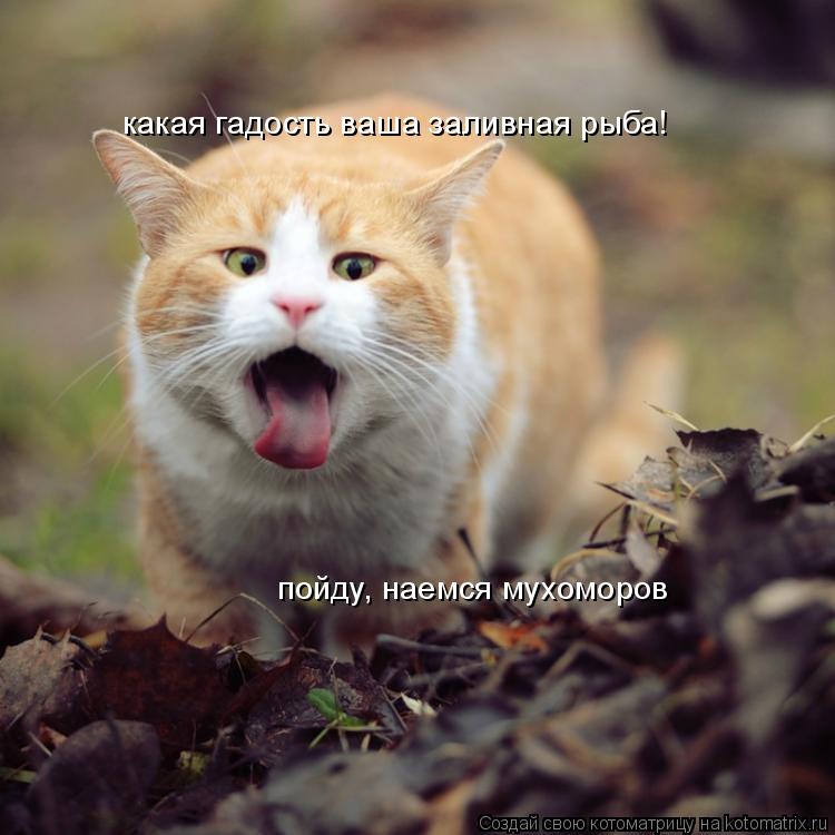 какая гадость ваша заливная рыба! пойду, наемся мухоморов... Котоматрица: какая гадость ваша заливная рыба! пойду, наемся мухоморов