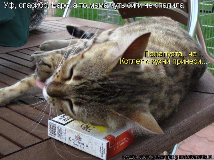 Уф, спасибо, Барс, а то мама чуть сиги не спалила.. Пожалуста,. че... Котлет с кухни принеси...... Котоматрица: Уф, спасибо, Барс, а то мама чуть сиги не спалила.. Пожалуста,. че... Котлет с кухни принеси...