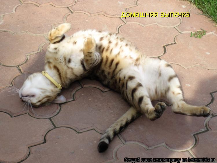 домашняя выпечка... Котоматрица: домашняя выпечка