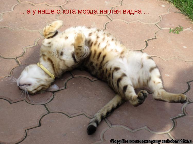 ... а у нашего кота морда наглая видна ...... Котоматрица: ... а у нашего кота морда наглая видна ...