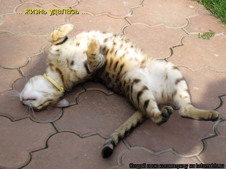 ... жизнь удалась ...... Котоматрица: ... жизнь удалась ...