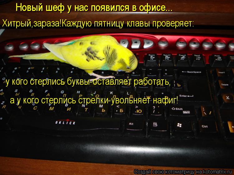 Новый шеф у нас появился в офисе... Хитрый,зараза!Каждую пятницу клавы проверяет: у кого стерлись бук... Котоматрица: Новый шеф у нас появился в офисе... Хитрый,зараза!Каждую пятницу клавы проверяет: у кого стерлись буквы-оставляет работать, а у кого стерлись