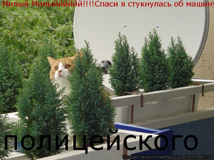 Милый Милыйййййй!!!!Спаси я стукнулась об машину полицейского... Котоматрица: Милый Милыйййййй!!!!Спаси я стукнулась об машину полицейского
