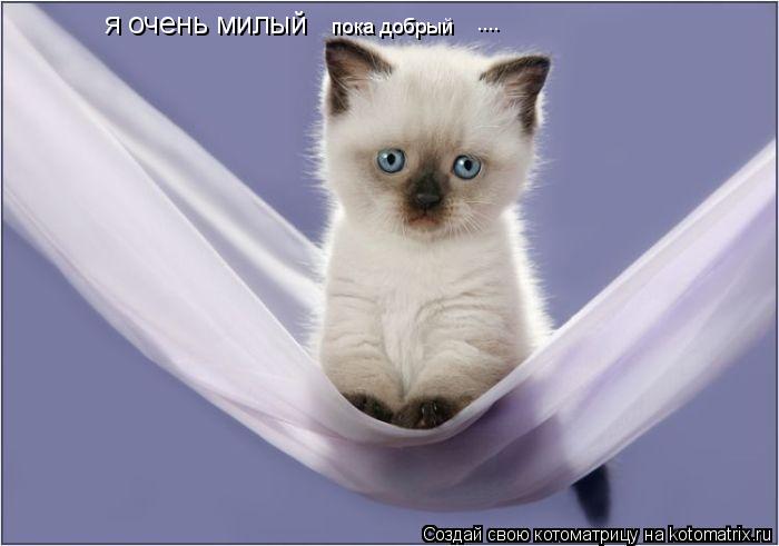я очень милый пока добрый ....... Котоматрица: я очень милый пока добрый ....