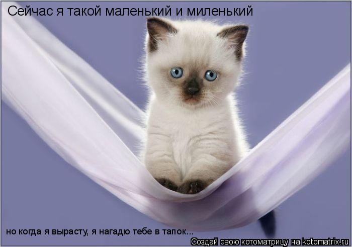Сейчас я такой маленький и миленький но когда я вырасту, я нагадю тебе в тапок...... Котоматрица: Сейчас я такой маленький и миленький но когда я вырасту, я нагадю тебе в тапок...