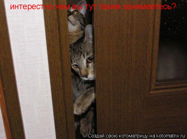 интерестно,чем вы тут таким занимаетесь?... Котоматрица: интерестно,чем вы тут таким занимаетесь?