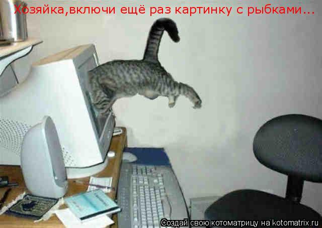 Котоматрица: Хозяйка,включи ещё раз картинку с рыбками...