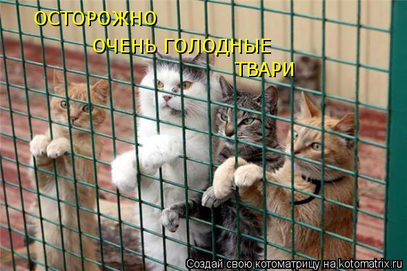 ОСТОРОЖНО ОЧЕНЬ ГОЛОДНЫЕ ТВАРИ... Котоматрица: ОСТОРОЖНО ОЧЕНЬ ГОЛОДНЫЕ ТВАРИ