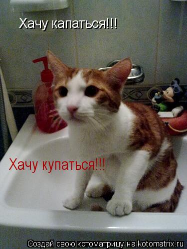 Хачу капаться!!! Хачу купаться!!!... Котоматрица: Хачу капаться!!! Хачу купаться!!!