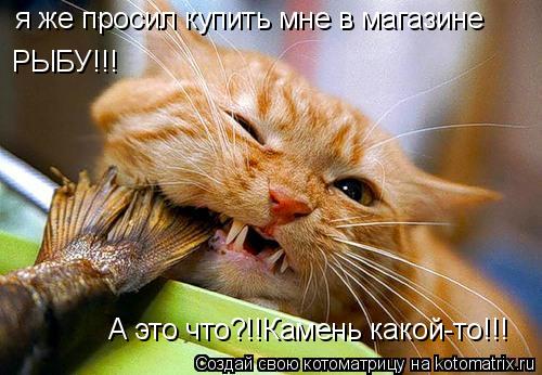 я же просил купить мне в магазине РЫБУ!!! А это что?!!Камень какой-то!!!... Котоматрица: я же просил купить мне в магазине РЫБУ!!! А это что?!!Камень какой-то!!!