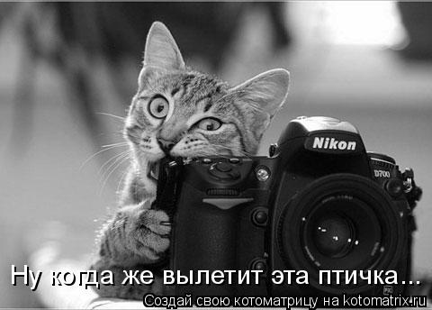 Ну когда же вылетит эта птичка...... Котоматрица: Ну когда же вылетит эта птичка...