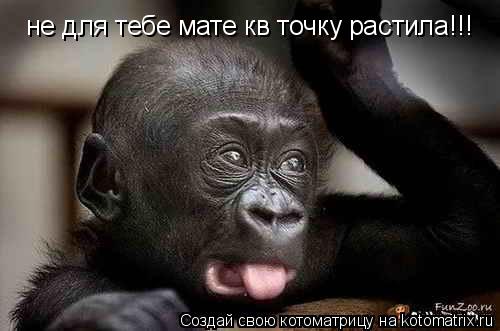 не для тебе мате квіточку растила!!!... Котоматрица: не для тебе мате квіточку растила!!!