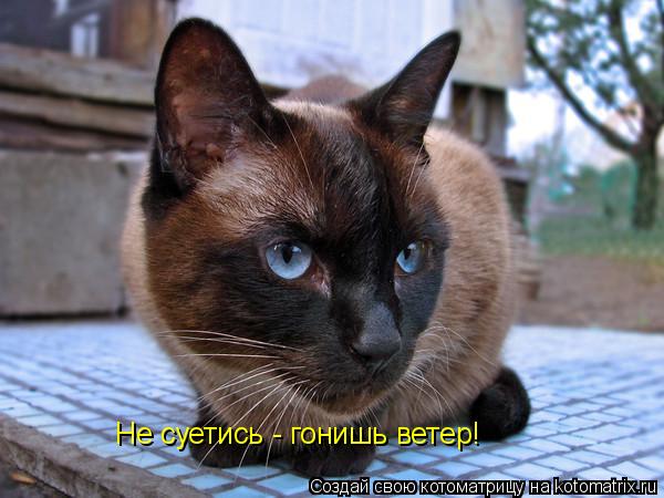Не суетись - гонишь ветер!... Котоматрица: Не суетись - гонишь ветер!
