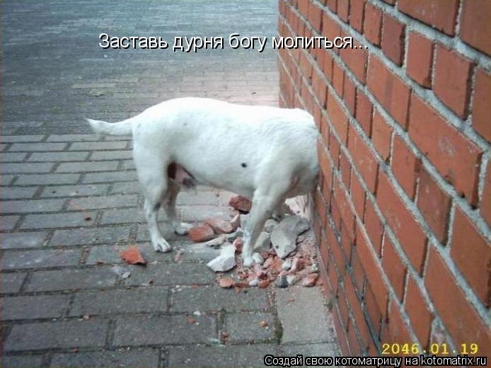 Заставь дурня богу молиться...... Котоматрица: Заставь дурня богу молиться...