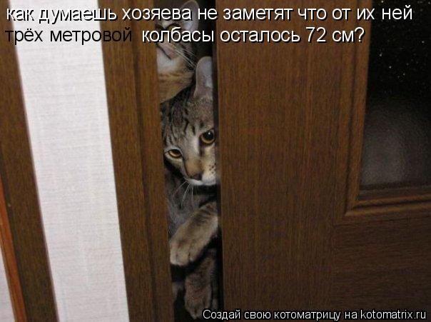как думаешь хозяева не заметят что от их ней трёх метровой колбасы осталось 72 см? колбасы осталось 7... Котоматрица: как думаешь хозяева не заметят что от их ней трёх метровой колбасы осталось 72 см? колбасы осталось 72 см?