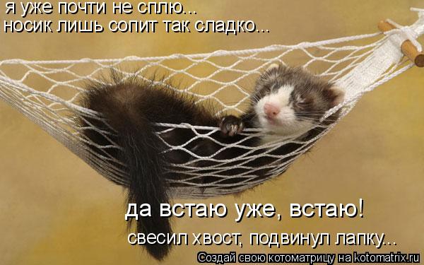 я уже почти не сплю... носик лишь сопит так сладко... свесил хвост, подвинул лапку... да встаю уже, в... Котоматрица: я уже почти не сплю... носик лишь сопит так сладко... свесил хвост, подвинул лапку... да встаю уже, встаю!