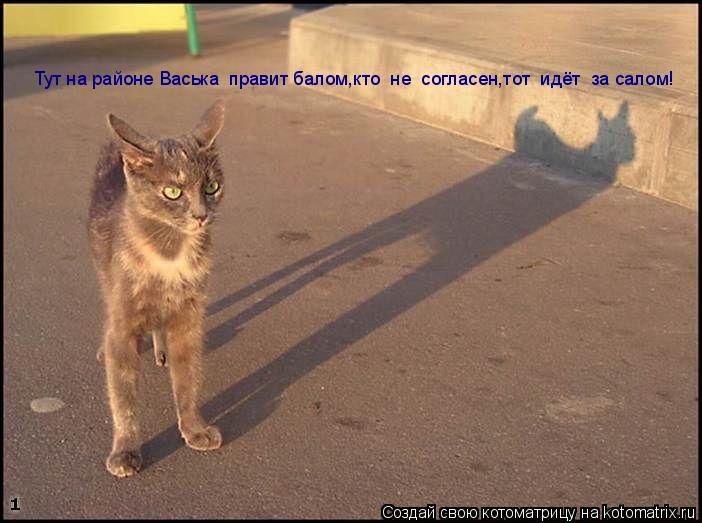 Тут на районе Васька правит балом,кто не согласен,тот идёт за салом!... Котоматрица: Тут на районе Васька правит балом,кто не согласен,тот идёт за салом!