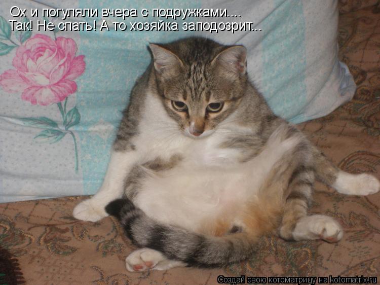 Ох и погуляли вчера с подружками.... Так! Не спать! А то хозяйка заподозрит...... Котоматрица: Ох и погуляли вчера с подружками.... Так! Не спать! А то хозяйка заподозрит...