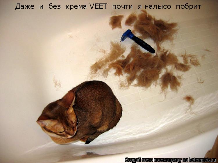 Даже и без крема VEET почти я налысо побрит... Котоматрица: Даже и без крема VEET почти я налысо побрит