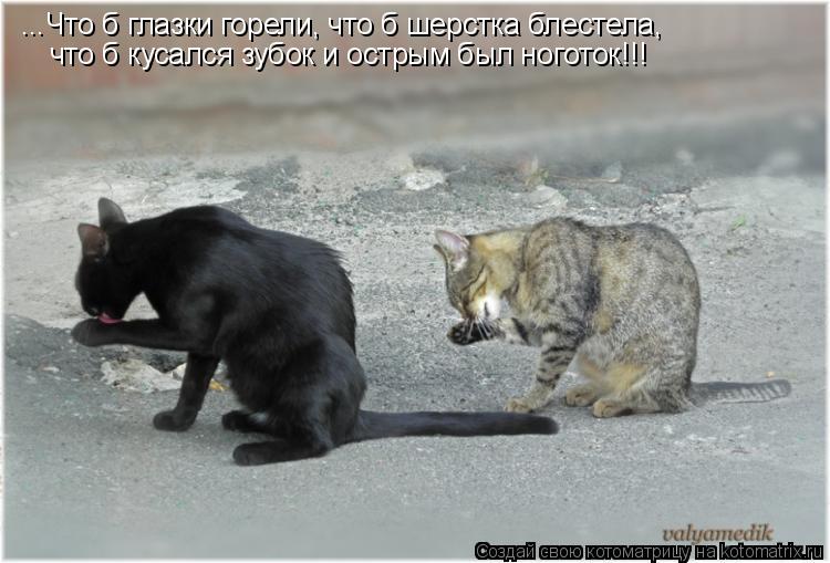 ...Что б глазки горели, что б шерстка блестела, что б кусался зубок и острым был ноготок!!!... Котоматрица: ...Что б глазки горели, что б шерстка блестела, что б кусался зубок и острым был ноготок!!!