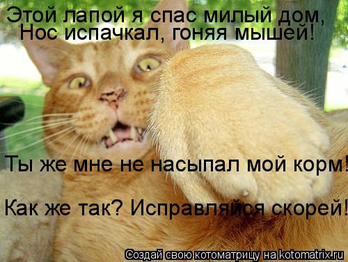 Как же так? Исправляйся скорей! Этой лапой я спас милый дом, Ты же мне не насыпал мой корм! Нос испач... Котоматрица: Как же так? Исправляйся скорей! Этой лапой я спас милый дом, Ты же мне не насыпал мой корм! Нос испачкал, гоняя мышей!