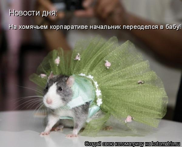 Новости дня: На хомячьем корпаративе начальник переоделся в бабу!... Котоматрица: Новости дня: На хомячьем корпаративе начальник переоделся в бабу!