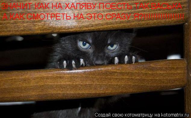 ЗНАЧИТ КАК НА ХАЛЯВУ ПОЕСТЬ ТАК ВАСЬКА А КАК СМОТРЕТЬ НА ЭТО СРАЗУ Я?!!!!!!!!!!!!!!!!!... Котоматрица: ЗНАЧИТ КАК НА ХАЛЯВУ ПОЕСТЬ ТАК ВАСЬКА А КАК СМОТРЕТЬ НА ЭТО СРАЗУ Я?!!!!!!!!!!!!!!!!!