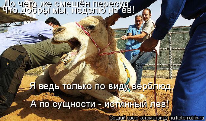 А по сущности - истинный лев! Я ведь только по виду верблюд, До чего же смешён пересуд, Что добры мы,... Котоматрица: А по сущности - истинный лев! Я ведь только по виду верблюд, До чего же смешён пересуд, Что добры мы, неделю не ев!