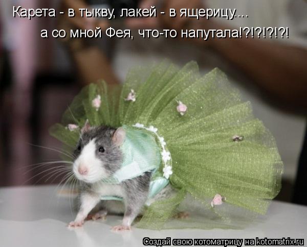 а со мной Фея, что-то напутала!?!?!?!?! Карета - в тыкву, лакей - в ящерицу....... Котоматрица: а со мной Фея, что-то напутала!?!?!?!?! Карета - в тыкву, лакей - в ящерицу....