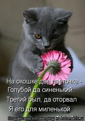 На окошке два цветочка - Голубой да синенький. Третий был, да оторвал Я его для миленькой.... Котоматрица: На окошке два цветочка - Голубой да синенький. Третий был, да оторвал Я его для миленькой.