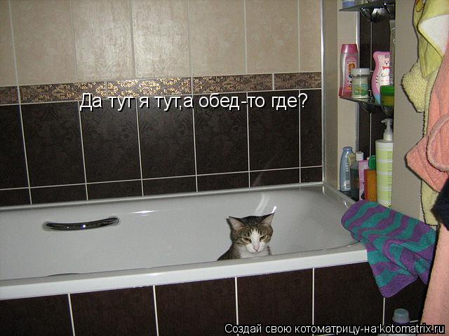 Да тут я тут,а обед-то где?... Котоматрица: Да тут я тут,а обед-то где?