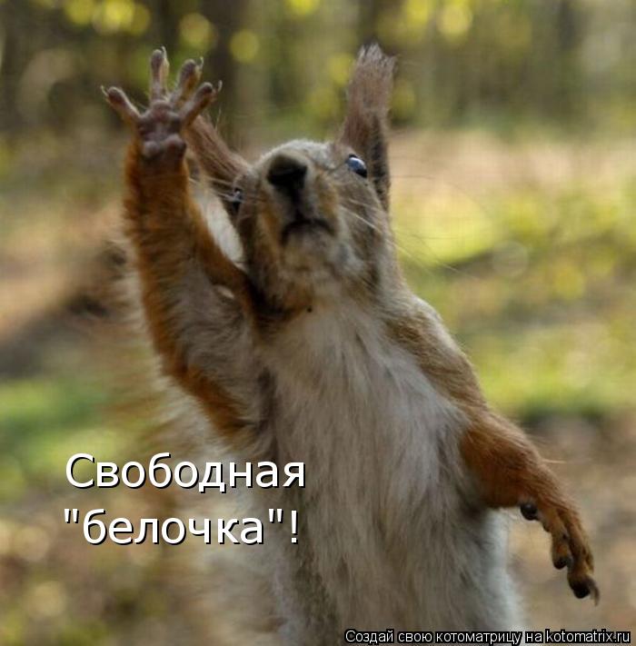 "белочка"! Свободная... Котоматрица: "белочка"! Свободная