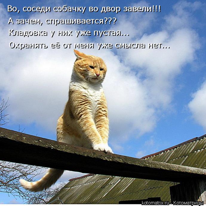 Во, соседи собачку во двор завели!!! А зачем, спрашивается??? Кладовка у них уже пустая... Охранять е... Котоматрица: Во, соседи собачку во двор завели!!! А зачем, спрашивается??? Кладовка у них уже пустая... Охранять её от меня уже смысла нет...