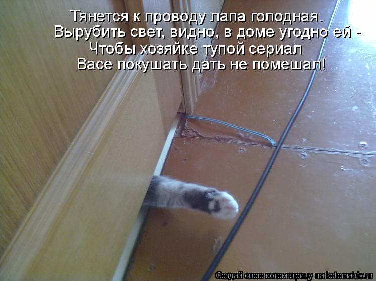 Тянется к проводу лапа голодная. Вырубить свет, видно, в доме угодно ей - Чтобы хозяйке тупой сериал... Котоматрица: Тянется к проводу лапа голодная. Вырубить свет, видно, в доме угодно ей - Чтобы хозяйке тупой сериал Васе покушать дать не помешал!